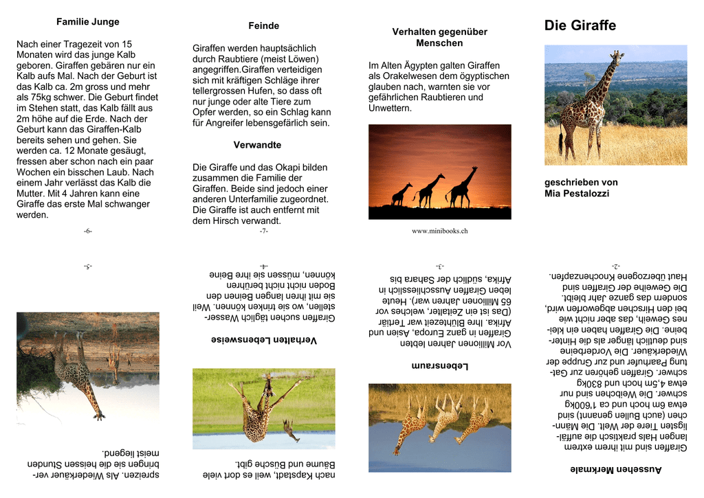 Die Giraffe: Ein Reiseführer durch die Welt des Zeichnens