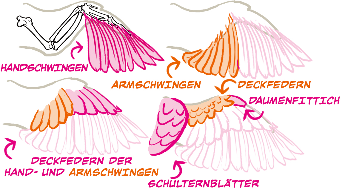 Farbenfrohe Federn, flatternde Flügel: Eine Reise in die Welt der Vogelmalvorlagen