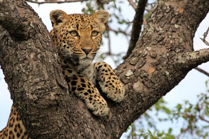 Die Magie des Leoparden: Eine Malreise für kleine Künstler