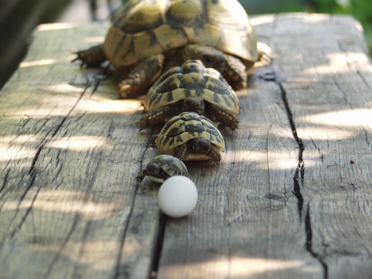 Die Welt der Schildkröten: Ein Ausmalabenteuer für kleine Künstler