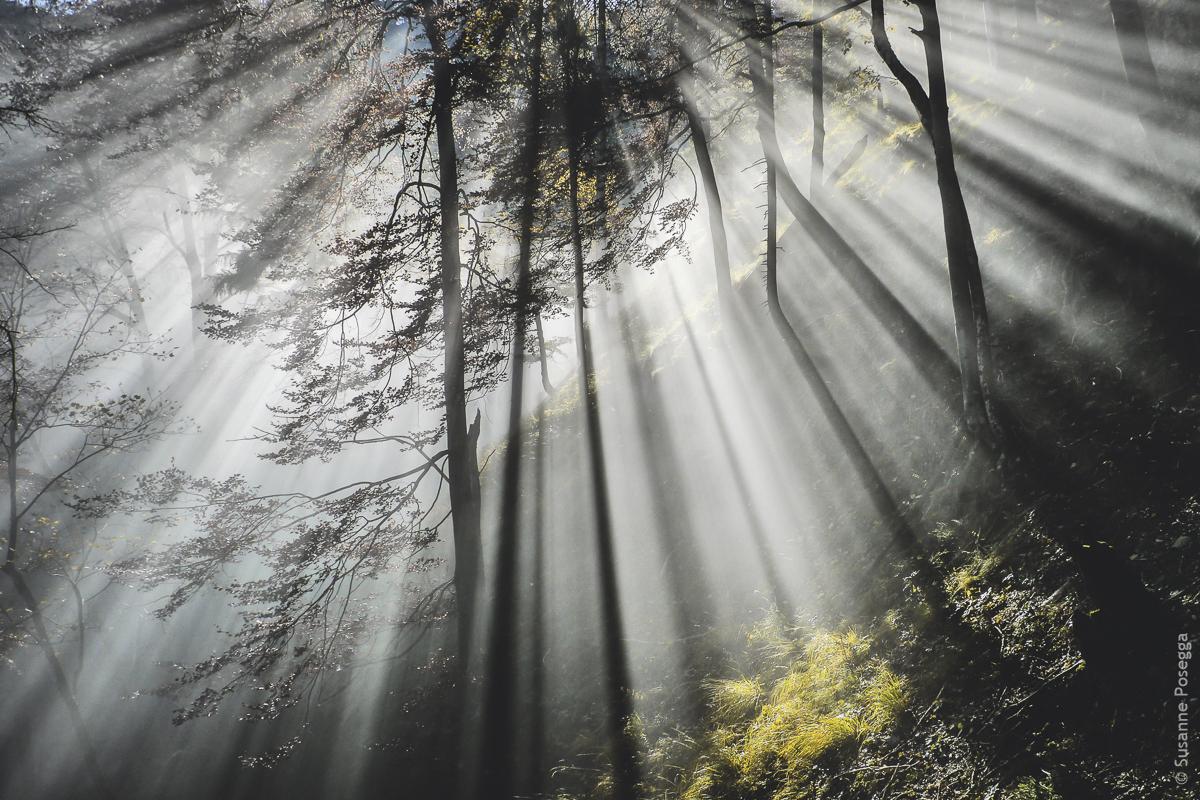 Die Magie des Herbstes auf Papier bringen: Ausmalbilder für kleine Künstler