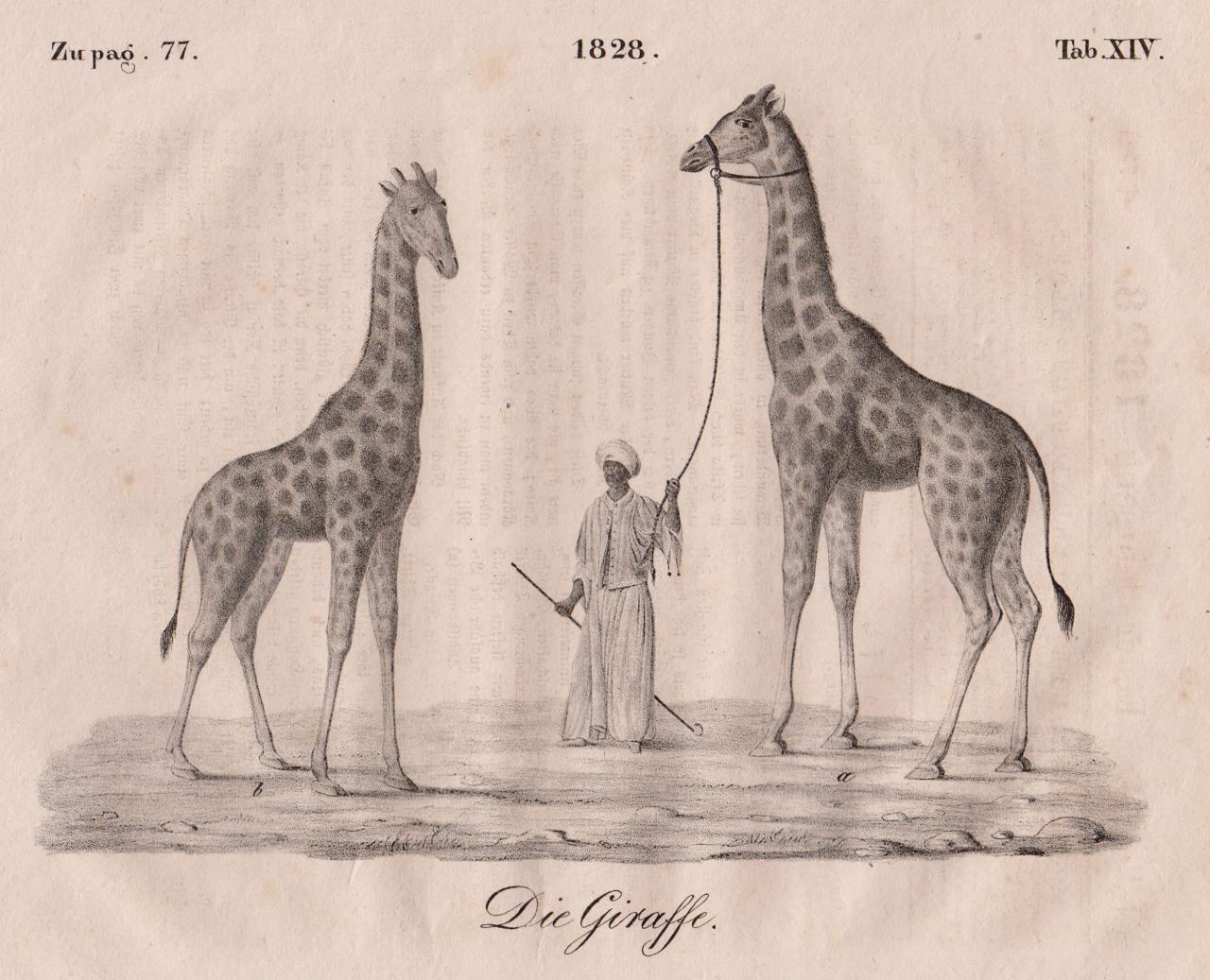 Die Giraffe: Ein Reiseführer durch die Welt des Zeichnens