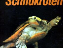 Die Welt der Schildkröten: Ein Ausmalabenteuer für kleine Künstler