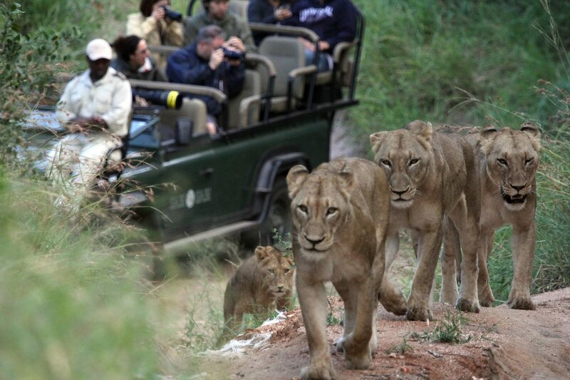 Die Magie des Leoparden: Eine Malreise für kleine Künstler