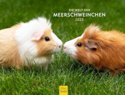 Die Welt der Meerschweinchen auf Papier erwecken: Ein Zeichenlehrer teilt seine Leidenschaft