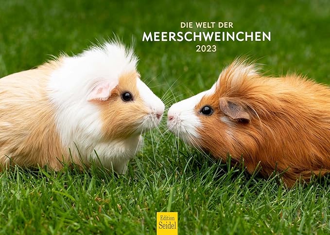 Die Welt der Meerschweinchen auf Papier erwecken: Ein Zeichenlehrer teilt seine Leidenschaft