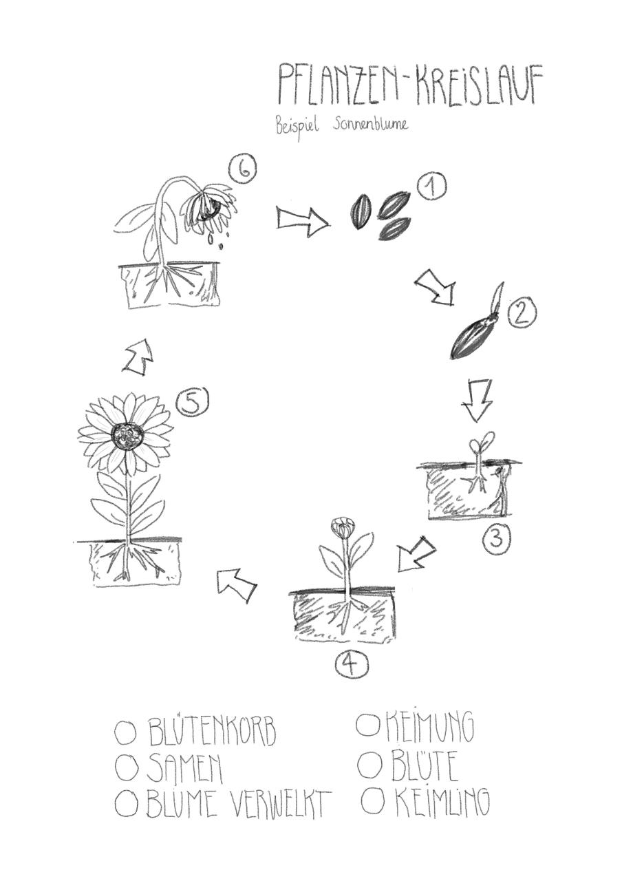 Die Sonne auf Papier: Die Magie des Sonnenblumen-Ausmalbildes