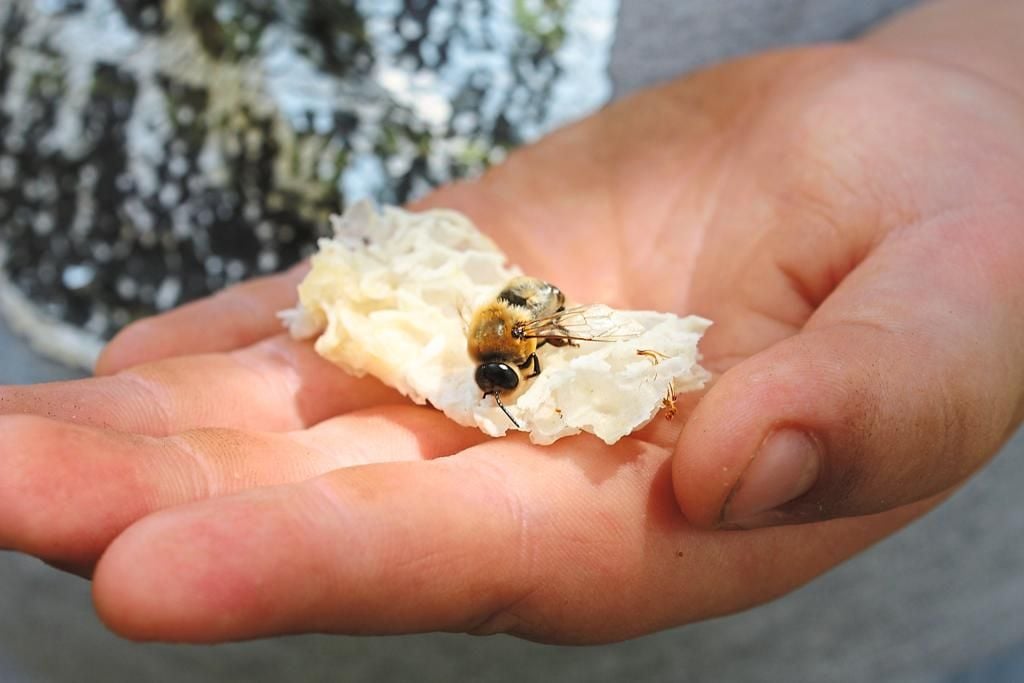 Die magische Welt der Bienen: Malen und Entdecken mit Kindern