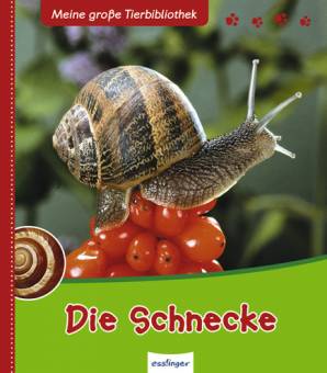 Die Schnecke: Ein kleiner Freund mit großem Potential