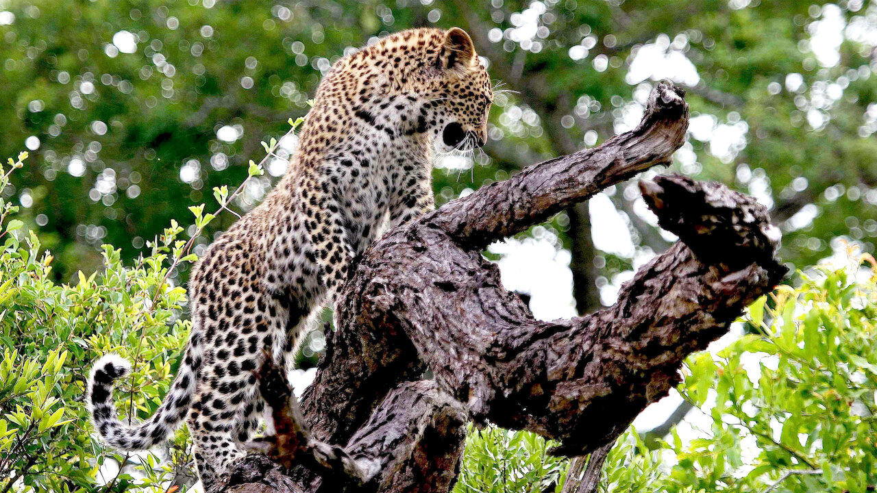 Die Magie des Leoparden: Eine Malreise für kleine Künstler