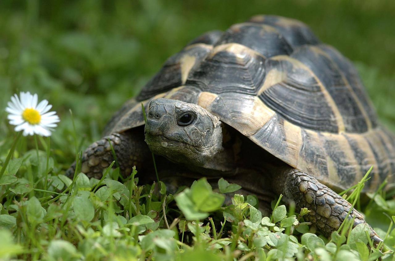 Die Welt der Schildkröten: Ein Ausmalabenteuer für kleine Künstler