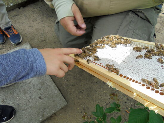 Die magische Welt der Bienen: Malen und Entdecken mit Kindern