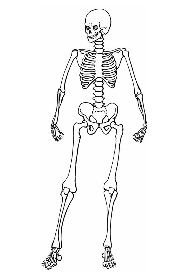 Skelette zum Ausmalen: Ein Fenster in die Anatomie und Fantasie