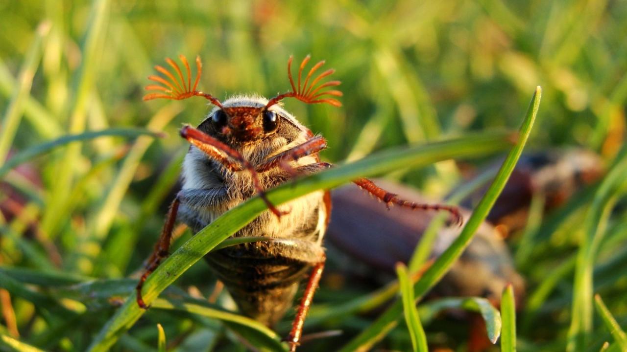 Die Magie des Zeichenlernens: Wie ein Maikäfer zum Freund wurde