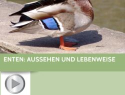 Die Magie des Malens: Enten entdecken und zum Leben erwecken