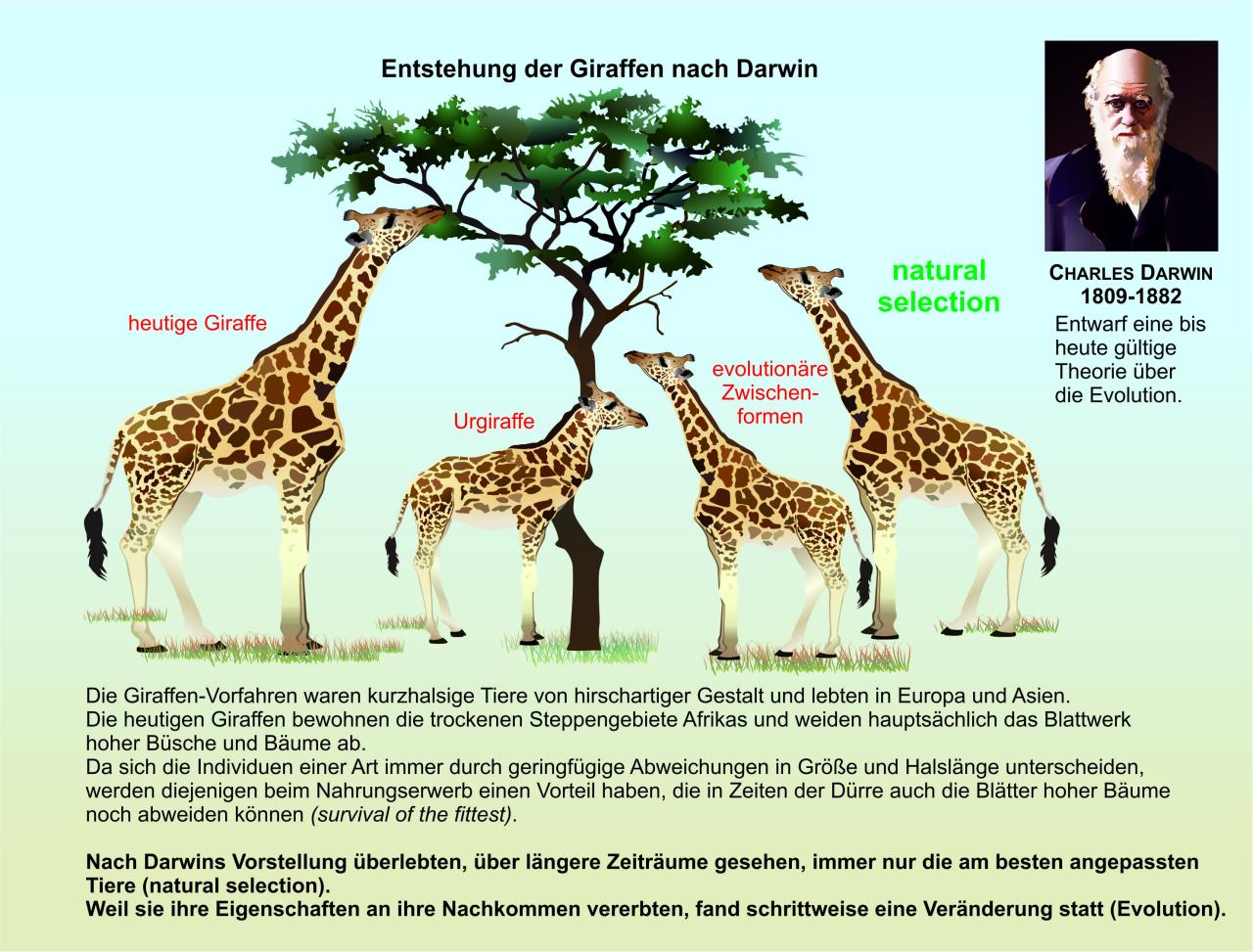 Die Giraffe: Ein Reiseführer durch die Welt des Zeichnens