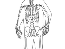 Skelette zum Ausmalen: Ein Fenster in die Anatomie und Fantasie