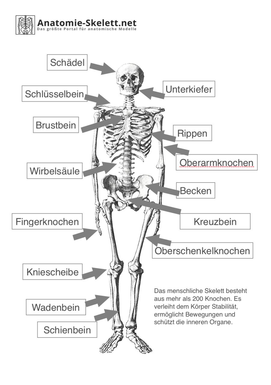 Skelette zum Ausmalen: Ein Fenster in die Anatomie und Fantasie