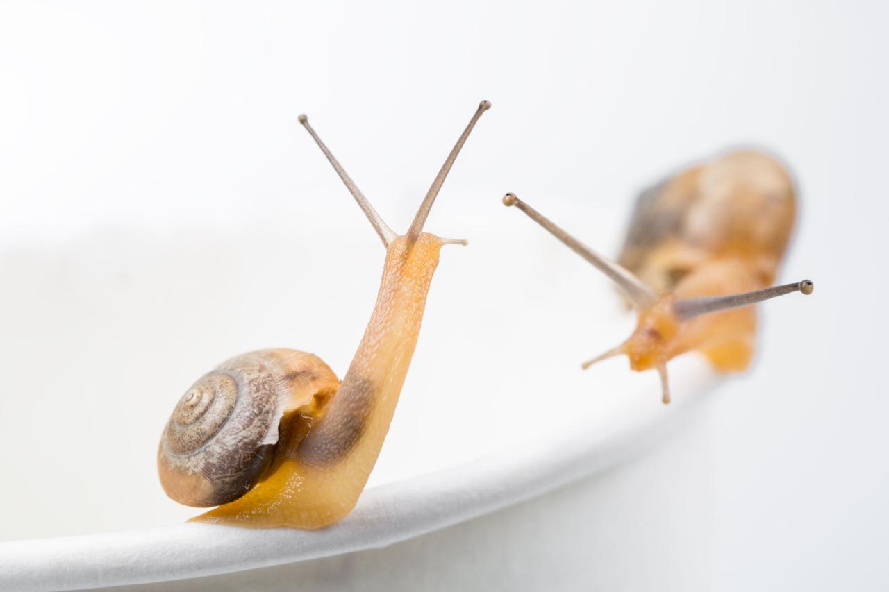 Die Schnecke: Ein kleiner Freund mit großem Potential