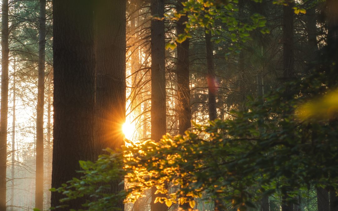 In den Zauberwald: Eine Reise mit Buntstiften und Fantasie