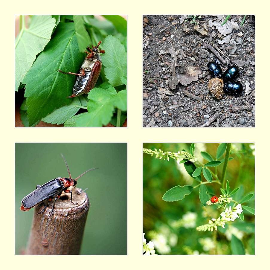 Die Magie des Zeichenlernens: Wie ein Maikäfer zum Freund wurde