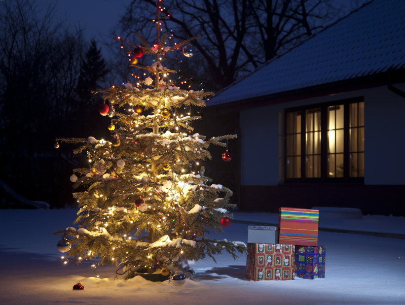 Die Magie des Weihnachtsbaums: Malen, Entdecken, Staunen