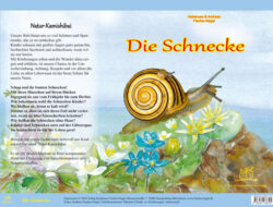 Die Schnecke: Ein kleiner Freund mit großem Potential