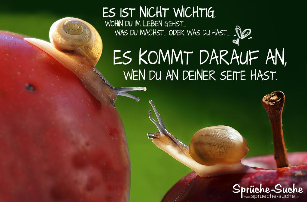 Die Schnecke: Ein kleiner Freund mit großem Potential