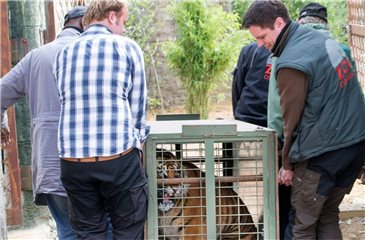 Auf Safari im Zeichenblock: Eine Reise in die Welt der Zootiere