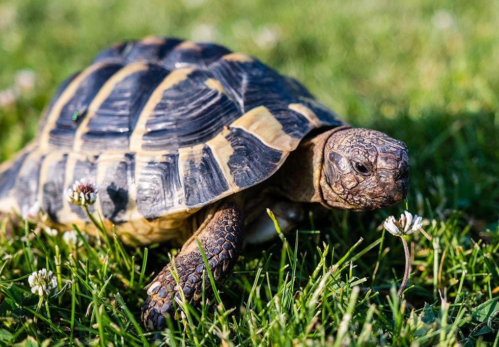 Die Welt der Schildkröten: Ein Ausmalabenteuer für kleine Künstler