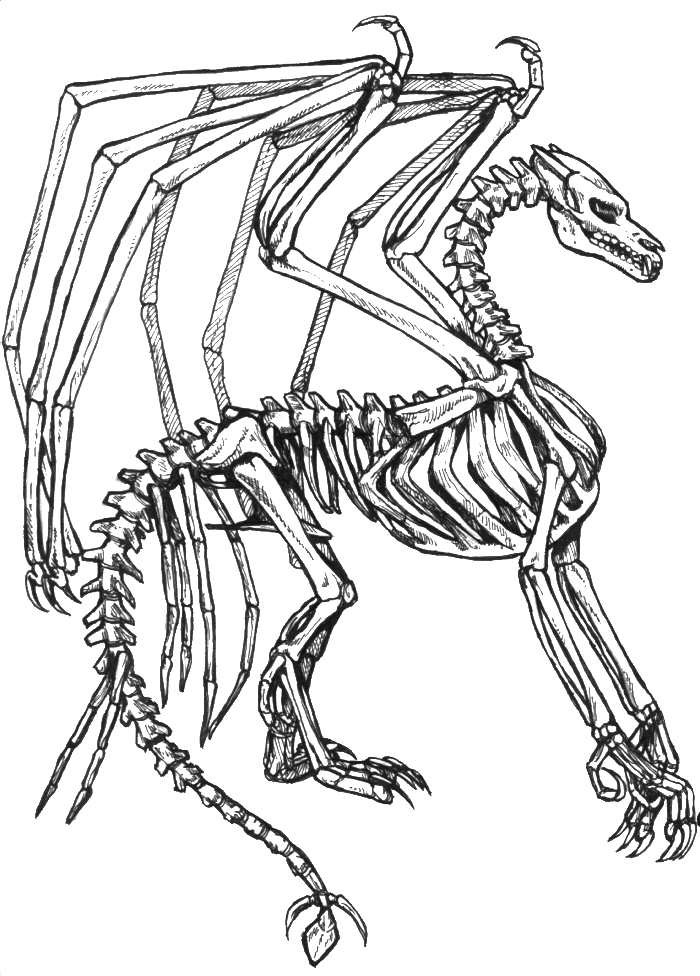 Skelette zum Ausmalen: Ein Fenster in die Anatomie und Fantasie