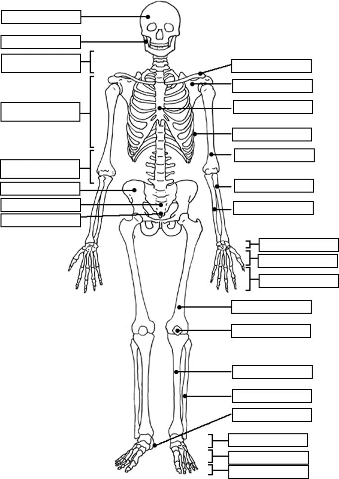 Skelette zum Ausmalen: Ein Fenster in die Anatomie und Fantasie