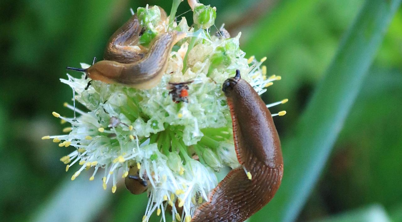 Die Schnecke: Ein kleiner Freund mit großem Potential