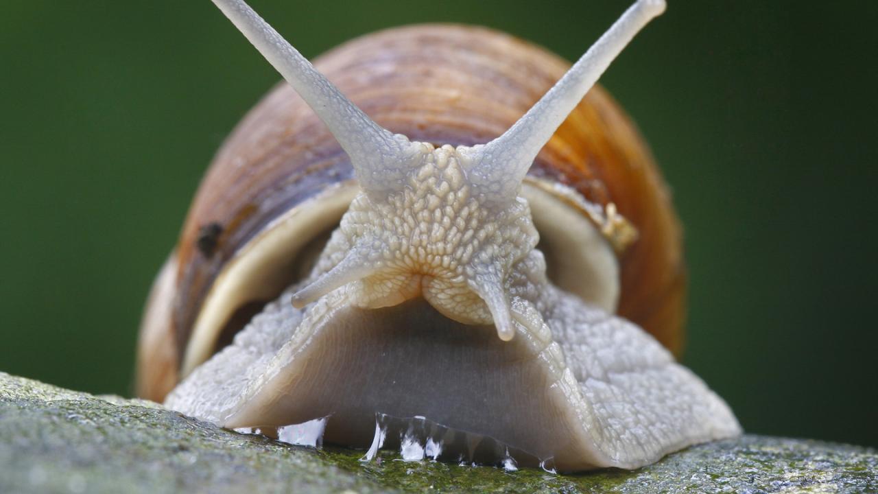 Die Welt der Schnecken: Eine Malreise für kleine Künstler