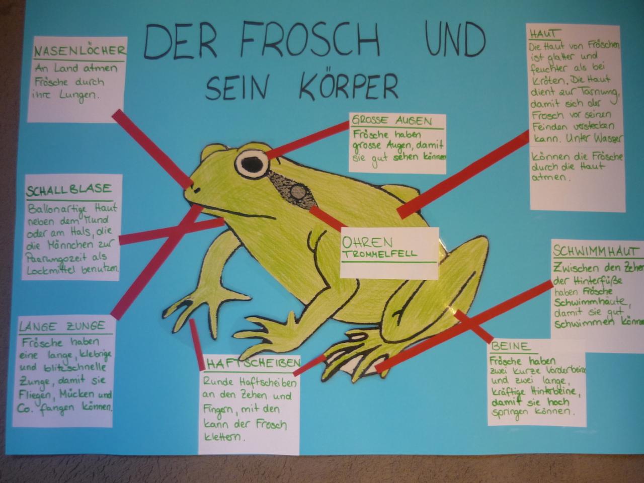 Die Magie des Zeichnens: Ein Frosch führt den Weg