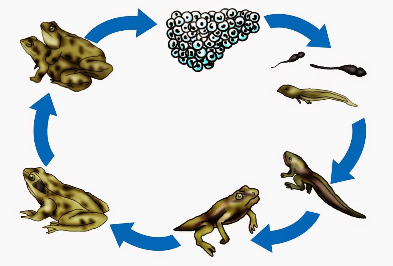 Die Magie des Zeichnens: Ein Frosch führt den Weg