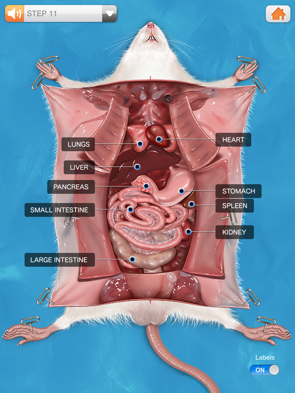 Printable Weider Pro 6900 Exercise Chart – mouse anatomy diagram