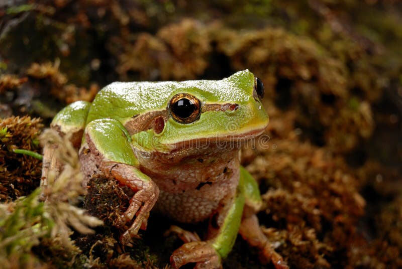Frog Fully Rely On God Printables – Green blue yellow and orange frog on green leaf · free stock photo