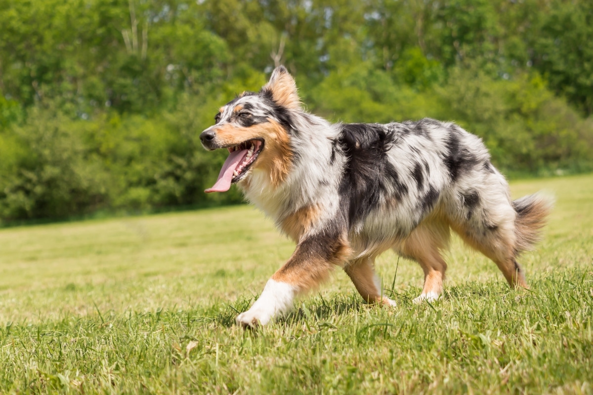Printable Potty Training Chart Reward Stickers – Best dog breeds for families living in the countryside – mother earth news