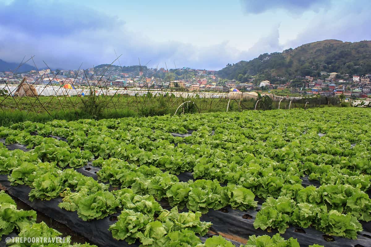 Zero Carb Food List Printable – baguio city ventures into aquaponics and strawberries – agriculture monthly