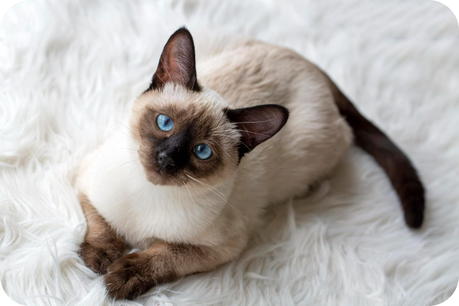 Harry Potter Printable Book Spines – siamese cat breed: facts, temperament & care info