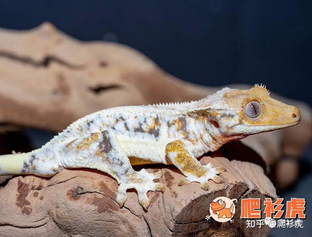 Panera Bread Printable Lunch Menu – 睫角守宫（crested gecko）饲养&繁殖介绍！