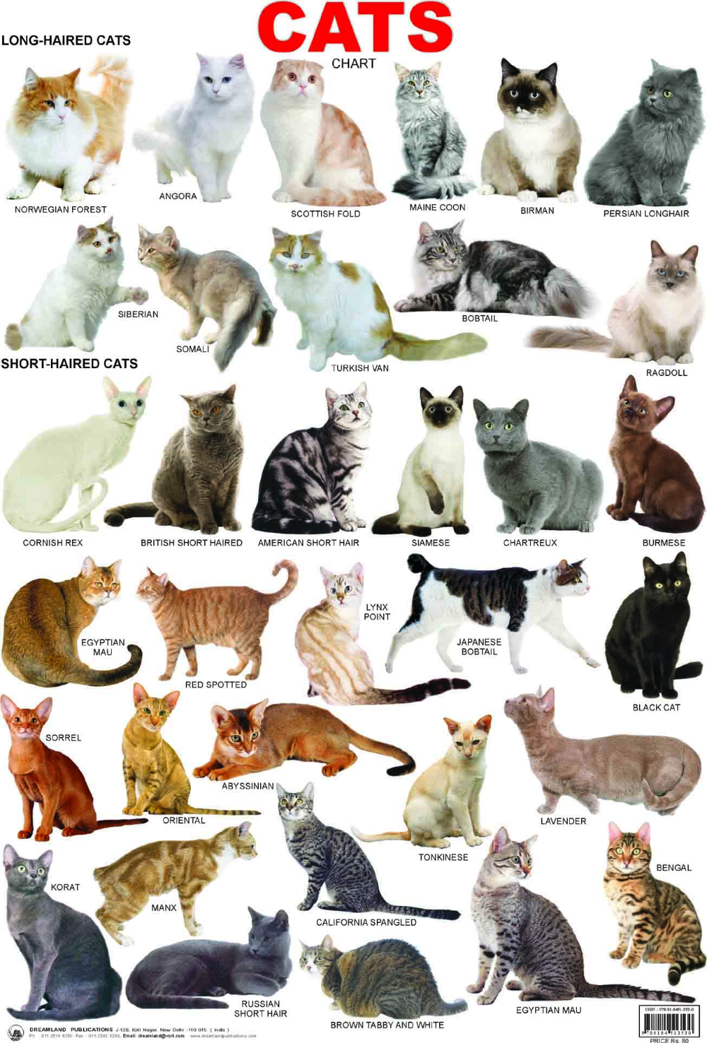 Printable Coupon Organizer Binder Dividers – Cutest cat breed cutest cat breeds purina australia
