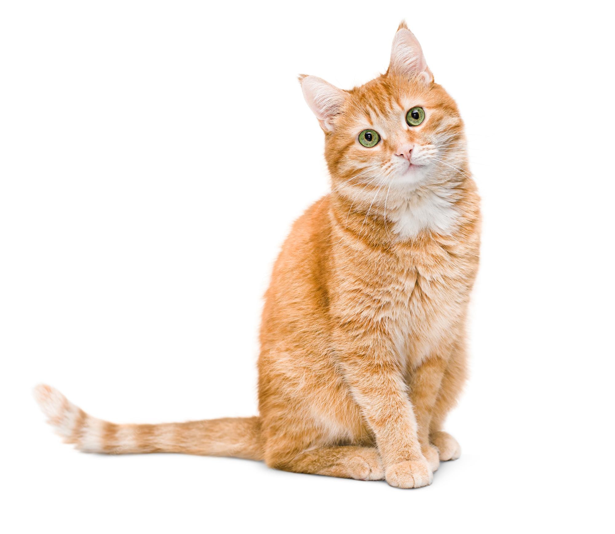 Printable 4 Column Chart Template – Domestic cat (felis catus)