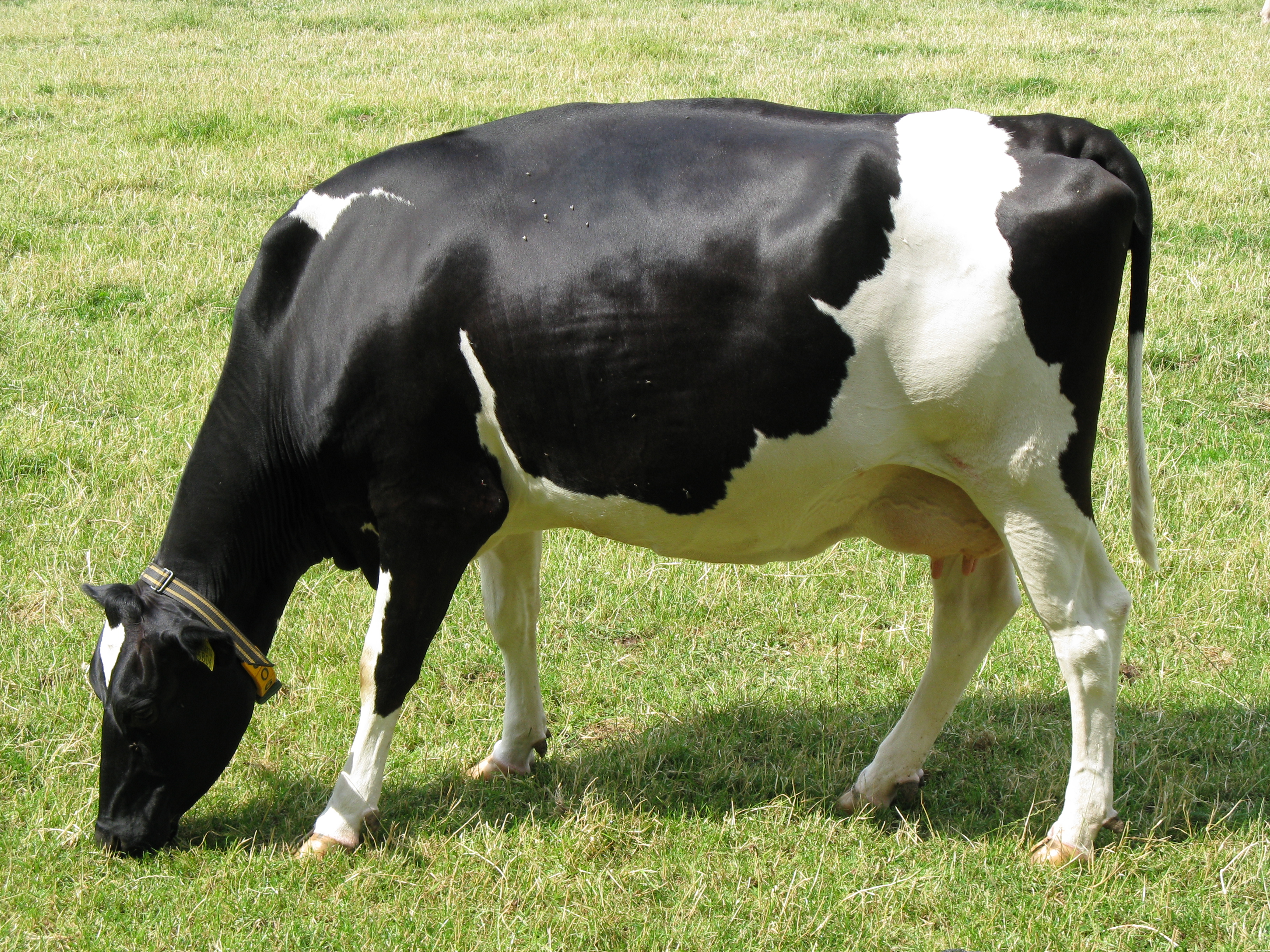  Archivo:Cow-bw.JPG - Wikipedia, la enciclopedia libre Bildidee 