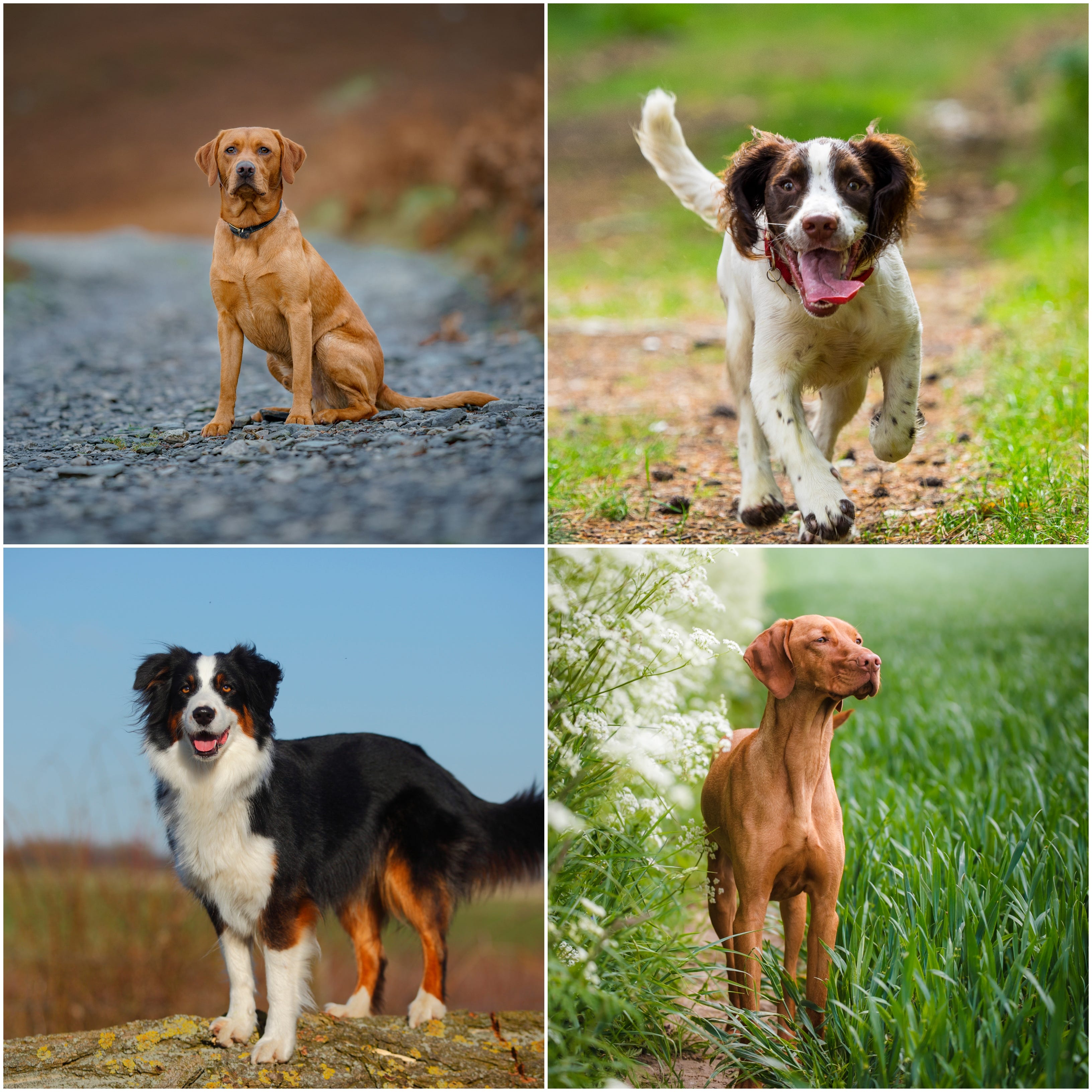  Foto zu Dog Breeds 