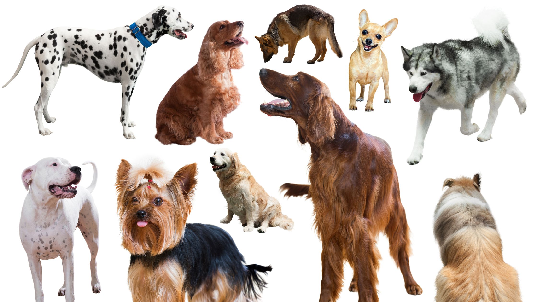 Wetter Berlin Pankow 16 Tage – A chart of the top 100 dog breeds dog breeds chart, types of dogs …
