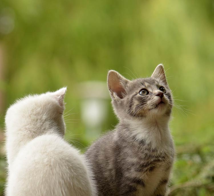 Kreatives Bild zu Domestic cat (Felis catus) Domestic cat (Felis catus)