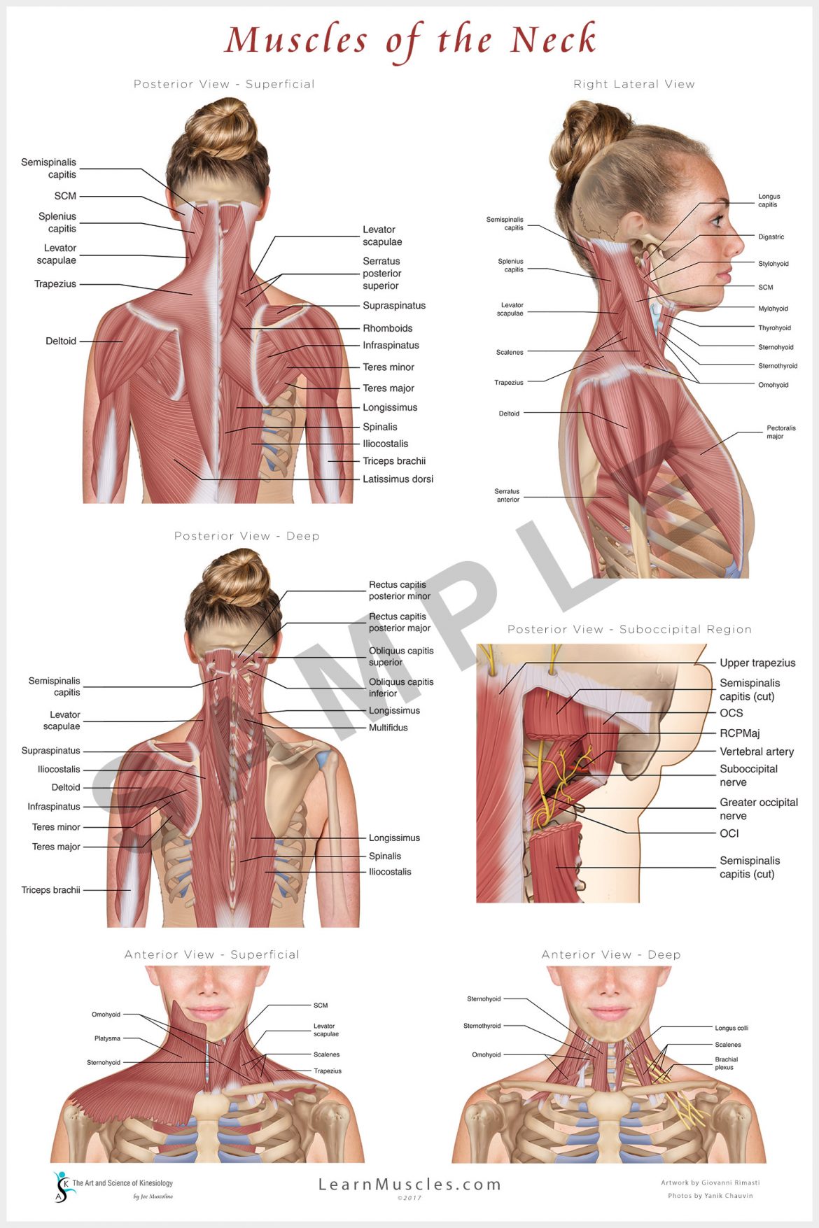 Secondary Sources Of World War 1 – Neck muscles stock vector (royalty free) 369919394