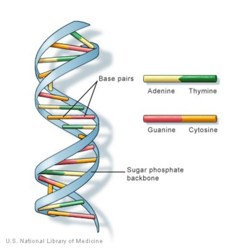  Explainer: How do gene mutations happen? – Van Andel Institute Illustration 